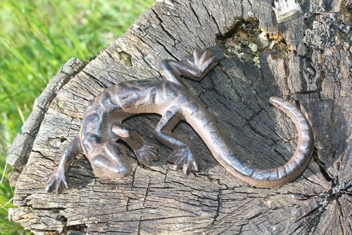Gusseien gekko salamander - gusseien,